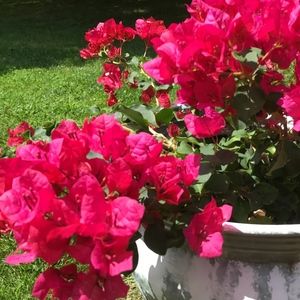 Meet your Posher, Sierra